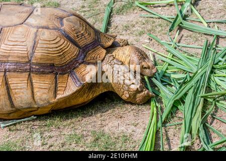 Tartaruga bruna scanalata, tartaruga africana spurred o geochelone sulcata mangiare canne verdi sulla prateria lentamente nello zoo Foto Stock