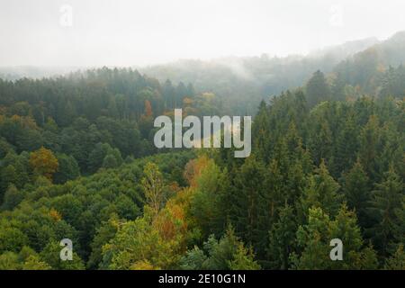 Colorata foresta d'autunno tra le nuvole. Vista aerea. Foto Stock