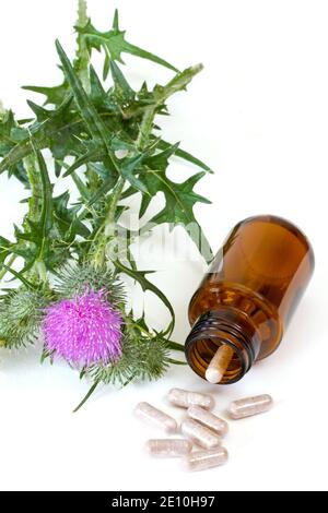 Medicina del Thistle del latte Foto Stock