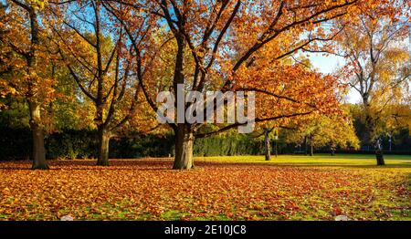 Autunno nel Parco di Berlino Foto Stock