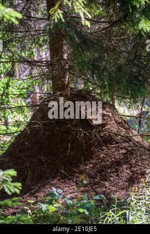 Foto con messa a fuoco selettiva. Enorme collina formica nella foresta. Foto Stock