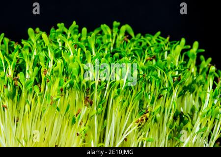 Cress, Young spara in un Closeup Foto Stock