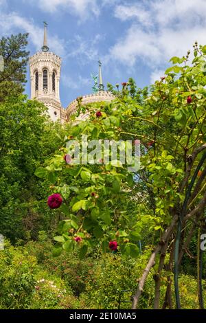 Notre-Dame de Fourviere visto dalla collina Fourviere con rose in prima linea a Lione, Francia Foto Stock