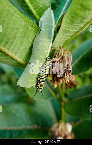 Caterpillar e Beetle su uno stelo a balestra 1 Foto Stock