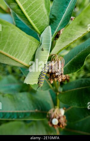 Caterpillar e Beetle su uno stelo a balestra 2 Foto Stock