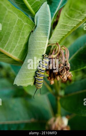 Caterpillar e Beetle su uno stelo a balestra 3 Foto Stock