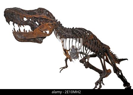 T Rex Skeleton Foto Stock
