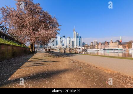 Banca sul fiume meno con vista sullo skyline di Francoforte. Vista sul parco e sulla città sotto il sole. Albero con fiori e panca lungo il sentiero in primavera. Foto Stock