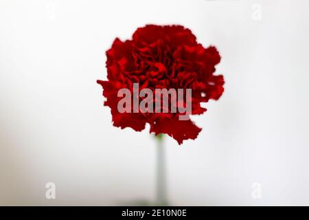 Garofano rosso su sfondo bianco. Libertà, rivoluzione e concetto di aprile 25 Foto Stock