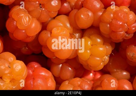 Frutti di bosco maturi frutti di bosco delizioso cibo sano Foto Stock