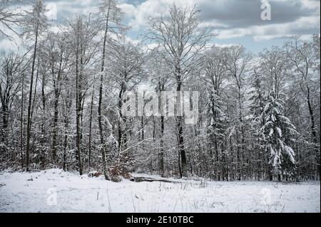 Paesaggio invernale sul Grosser Feldberg in Germania Foto Stock