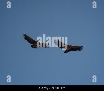 Condor andino (Vultur gryphus), due condor andino battenti, Cile ...