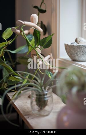Un ripiano davanti ad una finestra piena di piante, tra cui il filodendro 'brasil' e la tillandsia. Foto Stock