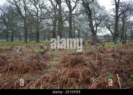 Deer in Bushy Park, Richmond - Upon - Thames, Londra, Regno Unito Foto Stock