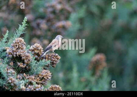 Comune linnet Carduelis cannabina, maschio adulto arroccato sulla gola, Crabtree Hill, Foresta di Dean, Gloucestershire, Regno Unito, luglio Foto Stock