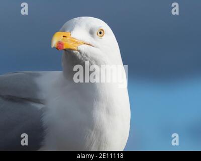 Gabbiano di aringa (Larus argentatus) guardando la macchina fotografica sulla Black Isle, Highlands scozzesi, Regno Unito Foto Stock