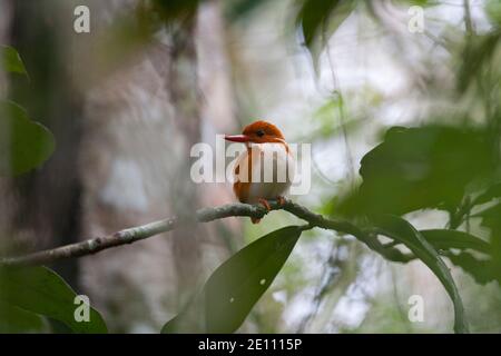 Madagascar pygmy kingfisher Corythornis madagascariensis, adulto arroccato nella foresta, Périnet, Andasibe-Mantadia, Madagascar, ottobre Foto Stock