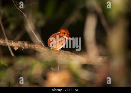 Madagascar pygmy kingfisher Corythornis madagascariensis, adulto arroccato nella foresta, Périnet, Andasibe-Mantadia, Madagascar, ottobre Foto Stock