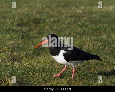 Oystercatchers (Haematopus ostralegus) che si nutrono in erba nelle Highlands scozzesi, Regno Unito, Europa Foto Stock