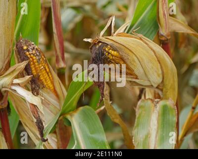 COB di mais, Maizefield Foto Stock