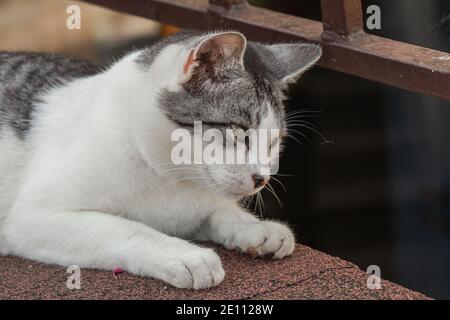 vista ravvicinata del gatto grigio e bianco Foto Stock