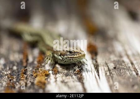 Vivparous lucertola Zootoca vivipara, maschio adulto che riposa su recinzione di legno, New Fancy View, Forest of Dean, Gloucestershire, UK, luglio Foto Stock