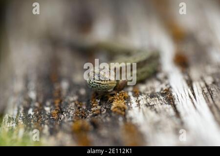 Vivparous lucertola Zootoca vivipara, maschio adulto che riposa su recinzione di legno, New Fancy View, Forest of Dean, Gloucestershire, UK, luglio Foto Stock