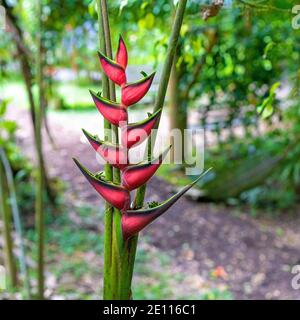 Red Palulu (Heliconia Bihai) a Mindo, Ecuador. Foto Stock