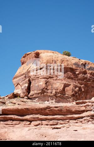Un solo albero che cresce in cima a rocce di arenaria rossa su Kane Creek Road, Moab, Utah, USA Foto Stock