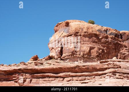 Un unico albero che cresce sulla cima di rocce di arenaria rossa su Kane Creek Road, Moab, Utah, USA Foto Stock