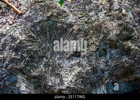 Primo piano di lastre di roccia corallina al Dagny Johnson Key Largo Hammock Botanical state Park a Key Largo sulle Flrida Keys. Foto Stock