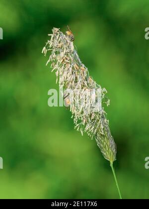 Erba polline che volano, polline di coda di volata Foto Stock