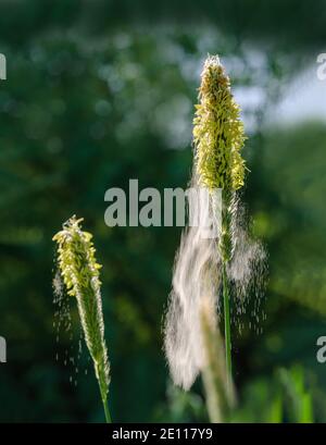 Polline d'erba volare, polline di coda di volpe volare, Gräserpollenflug, abfliegende Gräserpollen, Pollenwolke fliegt von Gras ab Foto Stock