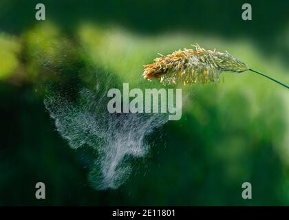 Polline d'erba volare, polline di coda di volpe volare, Gräserpollenflug, abfliegende Gräserpollen, Pollenwolke fliegt von Gras ab Foto Stock