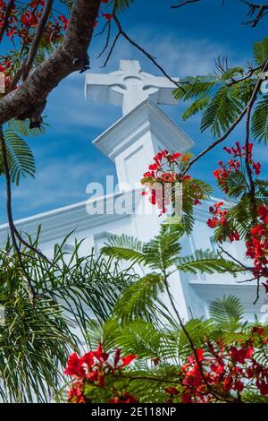 La Poinciana reale fiorisce alla chiesa episcopale di San Paolo a Key West, le Florida Keys. Foto Stock
