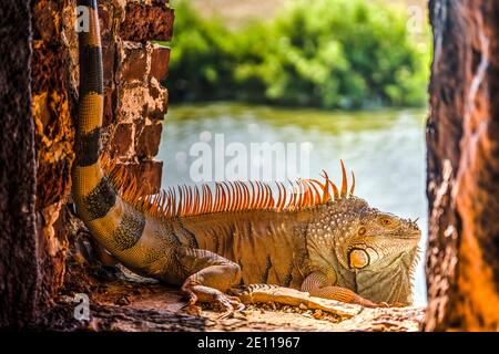 Un iguana arancione si sbocca in un porto di armi del forte della Guerra civile Zachary Taylor al mangrovie foderato fossato a Key West, le Florida Keys. Foto Stock