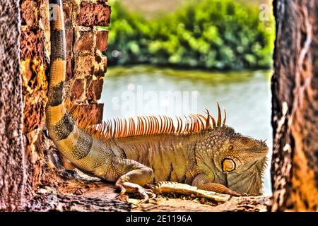 Un iguana arancione si sbocca in un porto di armi del forte della Guerra civile Zachary Taylor al mangrovie foderato fossato a Key West, le Florida Keys. Foto Stock