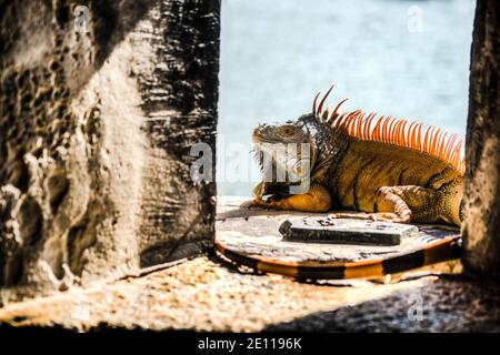 Un iguana arancione si sbocca in un porto di armi del forte della Guerra civile Zachary Taylor al mangrovie foderato fossato a Key West, le Florida Keys. Foto Stock