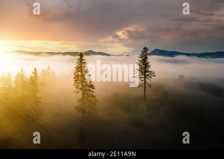 Vista aerea di pini verdi scuri nella foresta di abete rosso con raggi di alba che brillano attraverso i rami in montagne foggy caduta. Foto Stock