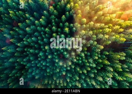 Vista aerea della fitta pineta verde con tettoie di abeti e colorati fogliame lussureggiante nelle montagne autunnali. Foto Stock