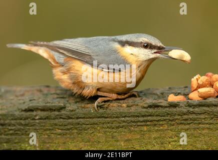 Nuthatch, nome scientifico: Sitta europaea. Primo piano di un Nuthatch europeo con una arachidi nel suo becco. Rivolto a destra. Sfondo pulito. Orizzontale. Foto Stock