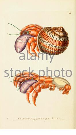 Hermit Crab (Petrochirus diogenes), illustrazione d'annata pubblicata nella Miscellanea del Naturalista dal 1789 Foto Stock