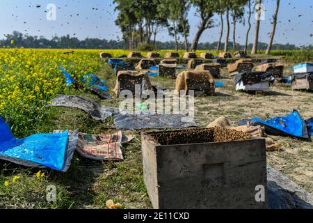 Dhaka, Dhaka, Bangladesh. 3 gennaio 2021. Nido dell'ape di miele (Apis dorsata) a Manikganj, alla periferia di Dhaka, Bangladesh, il 03 gennaio 2021. L'inverno in Bangladesh è la stagione più favorevole della produzione di miele quando i campi di senape nella maggior parte delle parti del paese sono in piena fioritura. Credit: Zabed Hasnain Chowdhury/ZUMA Wire/Alamy Live News Foto Stock