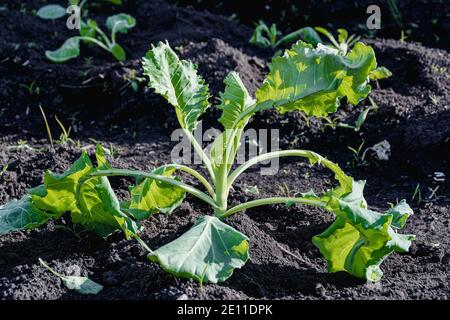 Giovani germogli di cavolo verde nel giardino primaverile Foto Stock