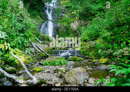 Cascata tra erba verde. Ruscello di montagna su massi mossi nella foresta pluviale estiva. Cascata alpina di flusso rapido Foto Stock