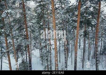 Tronchi gialli di pini alti nella foresta invernale. Rami di alberi sono coperti di neve fresca. Foto Stock