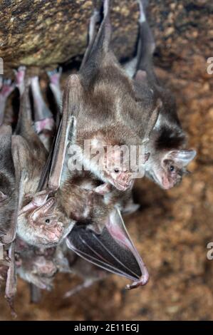 Pipistrelli vampiri comuni (Desmodus rotundus), una colonia appesa in una grotta. Foto Stock