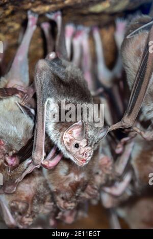 Pipistrelli vampiri comuni (Desmodus rotundus), colonia in una grotta. Foto Stock