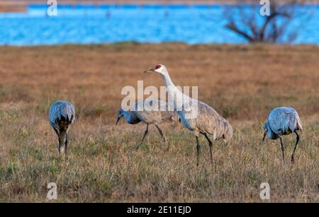 Le gru di Sandhill (Antigone canadensis), un gruppo che si nutrono in un prato bagnato mentre uno degli uccelli sta guardando intorno, Galveston, Texas, Stati Uniti. Foto Stock