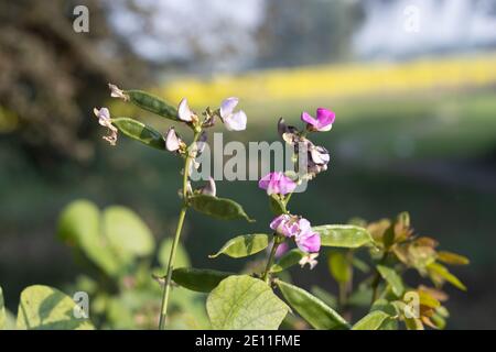 Fagioli comuni verdi fioriti con fiori viola e bianchi e. foglie in un ramo Foto Stock